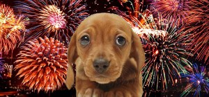 fireworks-and-dogs_opt