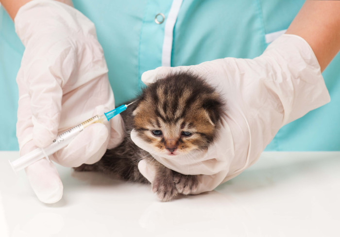 vacunas-para-cachorros-de-gato-que-no-puedes-dejar-de-conocer