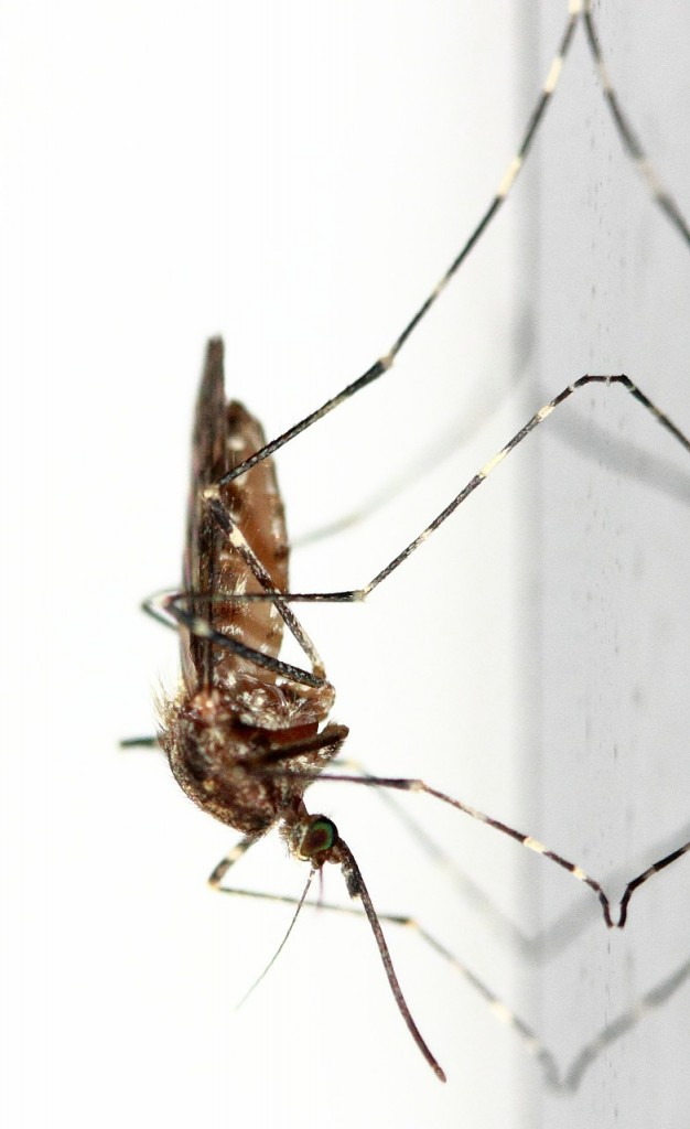 zanzara-Zika